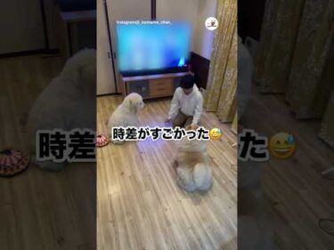 犬にもそれぞれのスピードがある｜PECO
