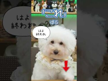 撮影に飽きたプードルが… #shorts