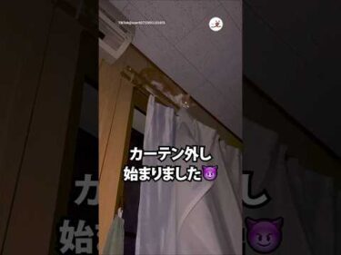 深夜2時にそれはキツイって…｜PECO