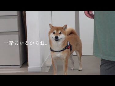 柴犬が帰宅後も不在のお父さん‥探し回る様子に胸が熱くなりました。