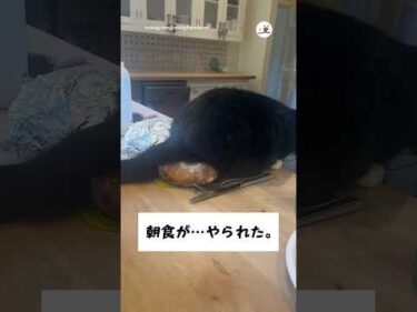 朝食のパンに座られた｜PECO