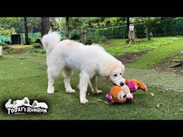 最近はデールのぬいぐるみがお気に入りのリリーです　Great Pyrenees　グレートピレニーズ