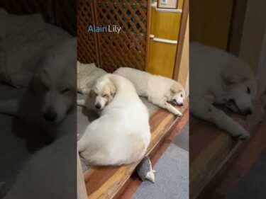 Alain アラン Lily リリー #greatpyrenees #todaysrunrun #グレートピレニーズ #今日のルンルン