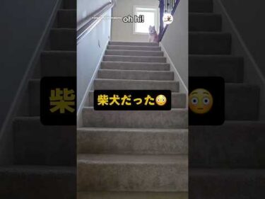 猫の声かと思った😳｜PECO