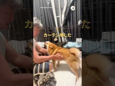 叱られるペッペこペー｜PECO #shorts