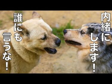 【マイブーム】レーブ 無添加若鶏レバーハード絶対内緒やで！