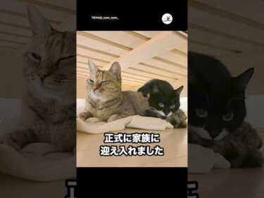 野良猫だった2匹が家族になるまで｜PECO