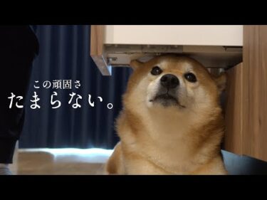 柴犬の特等席はママの足⁉︎この頑固な愛情表現がたまらなすぎる♡