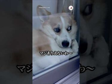 数十分だけ外出して帰宅したらこの顔😅｜PECO
