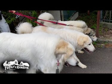 出発も散歩のペースものんびりマイペースなアランです　Great Pyrenees　グレートピレニーズ