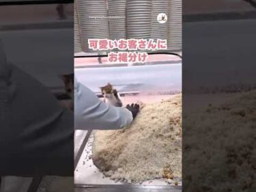 優しいオーナーさんにお裾分けしてもらう猫さん｜PECO