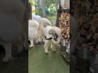 Belle ベル #greatpyrenees #todaysrunrun #グレートピレニーズ #今日のルンルン