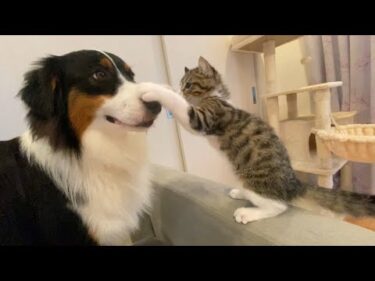 ちょっと大きくなって、犬へのかまって攻撃に拍車がかかってきた子猫