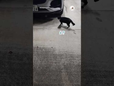 どう見ても猫。でも、念のため聞いてみた｜PECO
