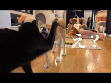 大好きすぎて‥柴犬が猫吸いを試みると、こうなる。