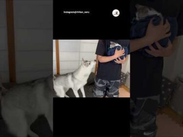 保護された子猫とテンションMAXハスキーが…｜PECO #shorts