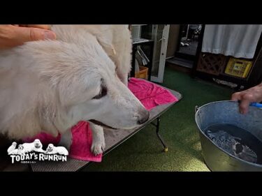 とてもお利口にバケツで足を水洗いさせるリリーです　Great Pyrenees　グレートピレニーズ