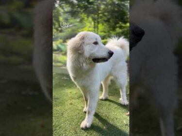 Lily リリー #greatpyrenees #todaysrunrun #グレートピレニーズ #今日のルンルン