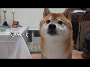仏壇を見つめ何かを訴える柴犬‥またしても実家で起きた”不思議体験”。