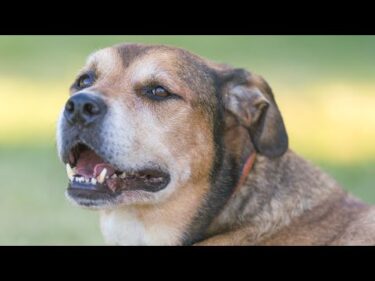【ゲリラライブ】骨肉腫と戦う超大型保護犬と飼い主（3時30分ぐらいから配信）