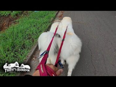 歩きづらいほどピッタリくっついてお散歩するベルとリリーです　Great Pyrenees　グレートピレニーズ
