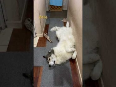 Belle ベル #greatpyrenees #todaysrunrun #グレートピレニーズ #今日のルンルン
