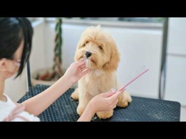 置いてかれちゃった！寂しそうなモサモサマルプー、初トリミングに挑戦！