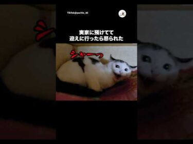 🐱「どこ行ってたああああ！」｜PECO@pachio_80