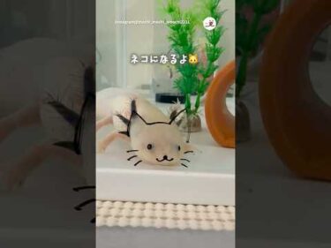 ねこになるっ！｜PECO