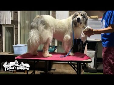 お利口なお姉さんになったけど…お転婆は健在なベルです　Great Pyrenees　グレートピレニーズ