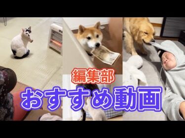 【これが好き…🤍】編集部の激推し動画 vol.1｜PECO