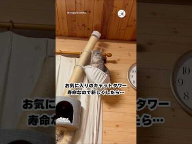 さすがにこれは替え時だわ…｜PECO