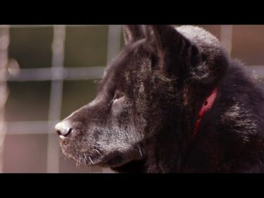 【肥満細胞腫】甲斐犬　瑞稀その後の様子