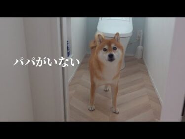 柴犬が必至にパパを探し続ける姿が尊い…愛が溢れる瞬間。