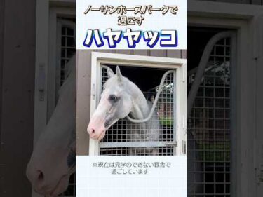 ハヤヤッコの最新映像をお届け！ in ノーザンホースパーク #shorts #競馬 #horse #ハヤヤッコ #豆腐 #冷奴