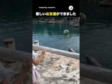 意外なお友達🐬｜PECO