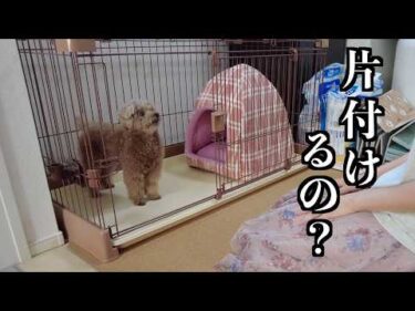 8年間使用していたお部屋を片付けようとしたら兄犬が止めに来ました【トイプードル】