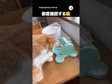 確認しながらまわす猫｜PECO