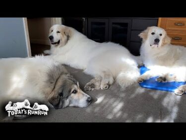 リビングも冷えてるけど…お父さんの部屋が良いアランとベルとリリーです　Great Pyrenees　グレートピレニーズ