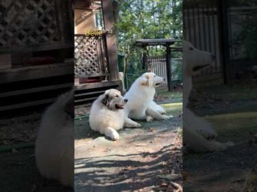 Belle ベル Lily リリー #greatpyrenees #todaysrunrun #グレートピレニーズ #今日のルンルン