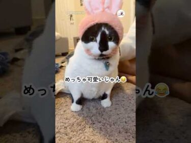 うちの猫に何したの？→…可愛すぎた🐰💕｜PECO