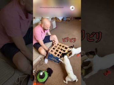 手作りオモチャを破壊し始めた犬たち｜PECO