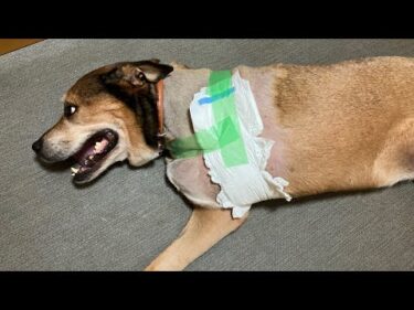 【骨肉腫と戦う保護犬】お礼と現状報告