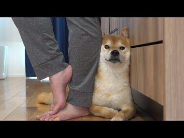パパの帰宅で人生バラ色！一転、柴犬に訪れたまさかの怖い出来事。