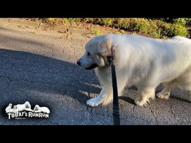 呼ばれても急かされても自分のペースは変えないアランです　Great Pyrenees　グレートピレニーズ