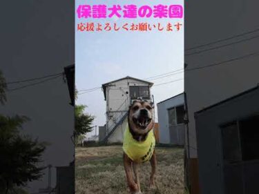 #犬のいる生活 #骨肉腫 #大型犬のいる生活