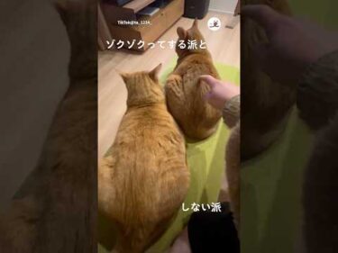 ゾクゾクする派としない派｜PECO
