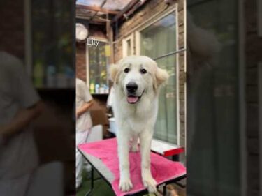Lily リリー #greatpyrenees #todaysrunrun #グレートピレニーズ #今日のルンルン
