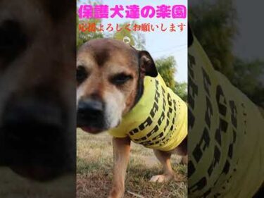 今を懸命に生きる　#骨肉腫 #大型犬のいる生活 #保護犬 #shorts