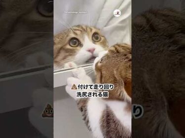 うんこけつに付け走り回った深夜に洗尻されオコな猫｜PECO